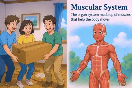 muscular system Simple Definition
