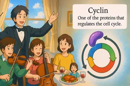 cyclin Simple Definition