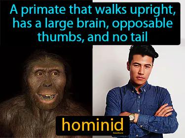 hominid Simple Definition