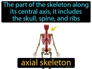 axial skeleton Simple Definition