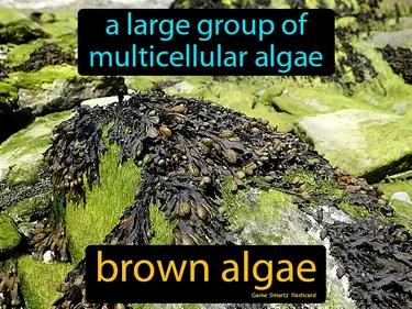 brown algae Simple Definition