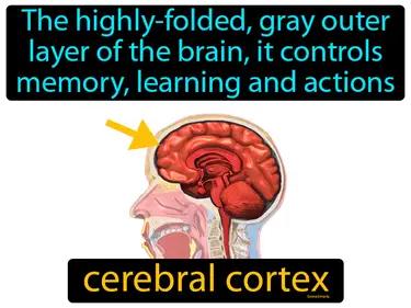 cerebral cortex Simple Definition