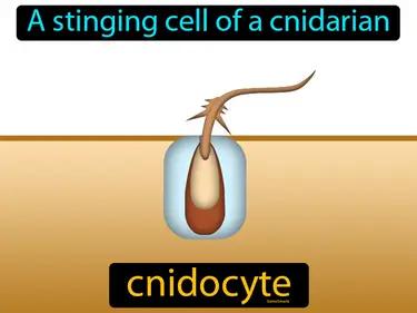 cnidocyte Simple Definition