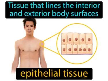 epithelial tissue Simple Definition