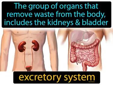excretory system Simple Definition