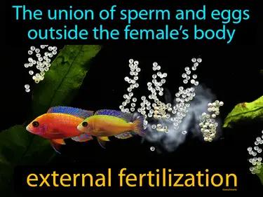 external fertilization Simple Definition
