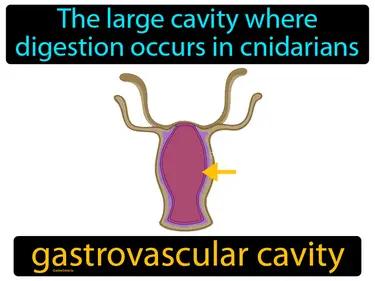gastrovascular cavity Simple Definition