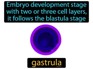 gastrula Simple Definition