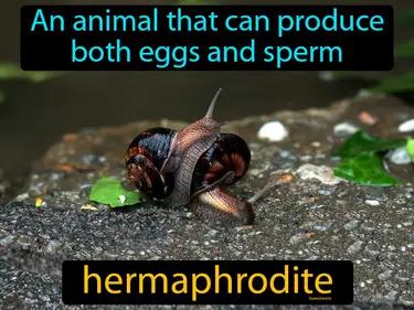 hermaphrodite Simple Definition