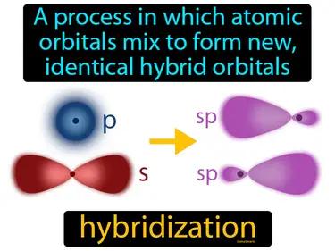 hybridization Simple Definition