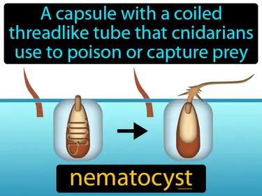 nematocyst Simple Definition