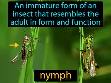 nymph Simple Definition