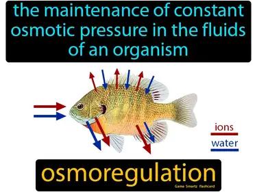 osmoregulation Simple Definition
