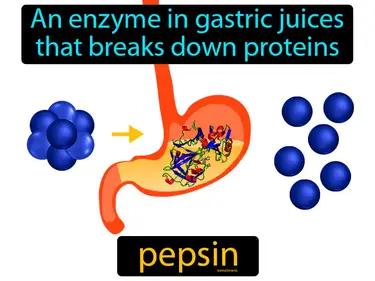 pepsin Simple Definition