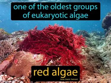 red algae Simple Definition