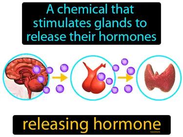 releasing hormone Simple Definition