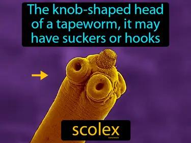 scolex Simple Definition