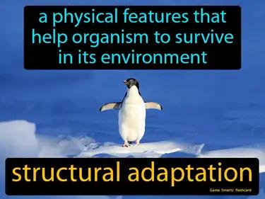 structural adaptation Simple Definition