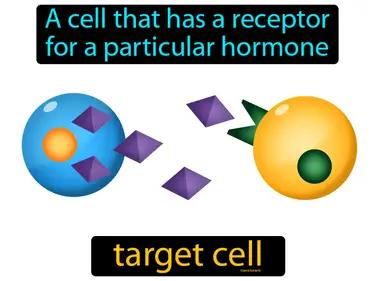 target cell Simple Definition