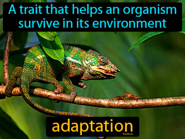 a trait that helps an organism survive in its environment