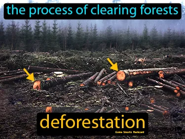 the process of clearing forests