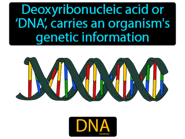 deoxyribonucleic acid or ‘DNA’, carries an organism's genetic information