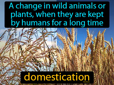 a change in wild animals or plants, when they are kept by humans for a long time