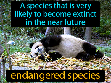 A species that is very likely to become extinct in the near future