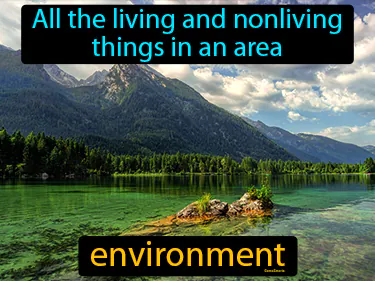 all the living and nonliving things in an area