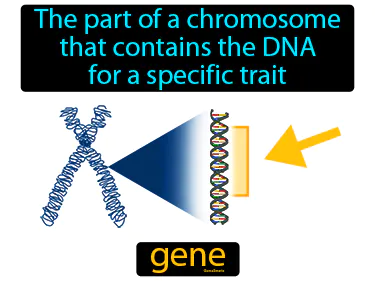 the part of a chromosome that contains the DNA for a specific trait