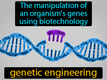 the manipulation of an organism's genes using biotechnology