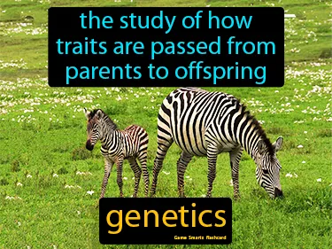 The study of how traits are passed from parents to offspring