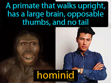 a primate that walks upright, has a large brain, opposable thumbs, and no tail