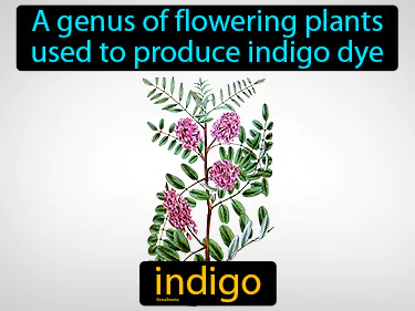 a genus of flowering plants used to produce indigo dye