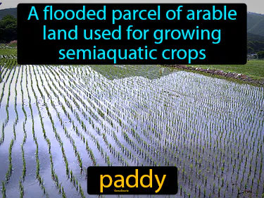 A flooded parcel of arable land used for growing semiaquatic crops