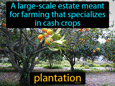 a large-scale estate meant for farming that specializes in cash crops