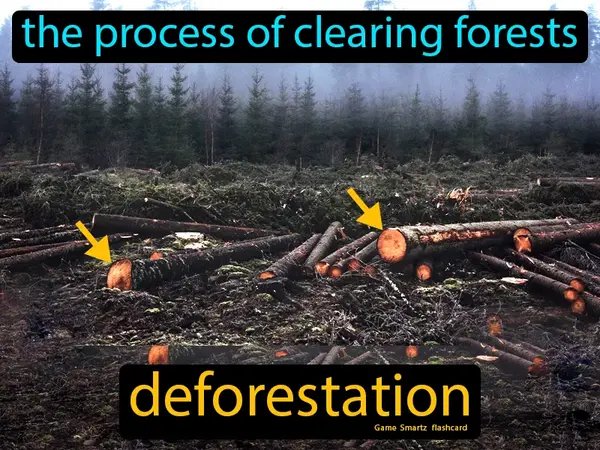 the process of clearing forests
