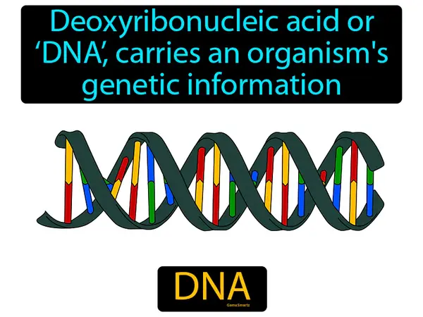 deoxyribonucleic acid or ‘DNA’, carries an organism's genetic information