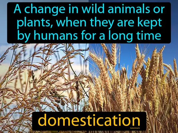 a change in wild animals or plants, when they are kept by humans for a long time