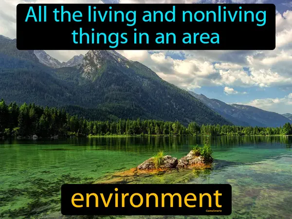 all the living and nonliving things in an area