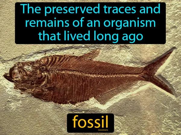 the preserved traces and remains of an organism that lived long ago