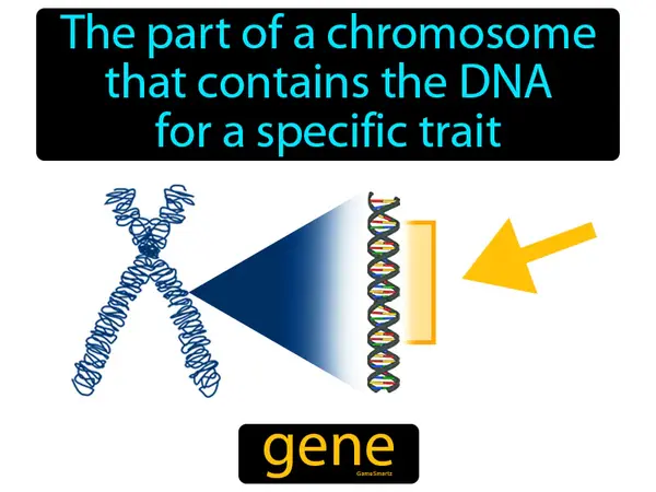 the part of a chromosome that contains the DNA for a specific trait