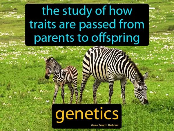 The study of how traits are passed from parents to offspring
