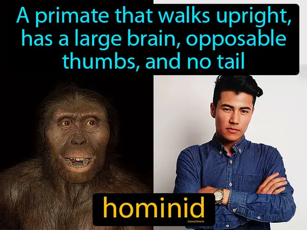 a primate that walks upright, has a large brain, opposable thumbs, and no tail