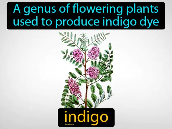a genus of flowering plants used to produce indigo dye