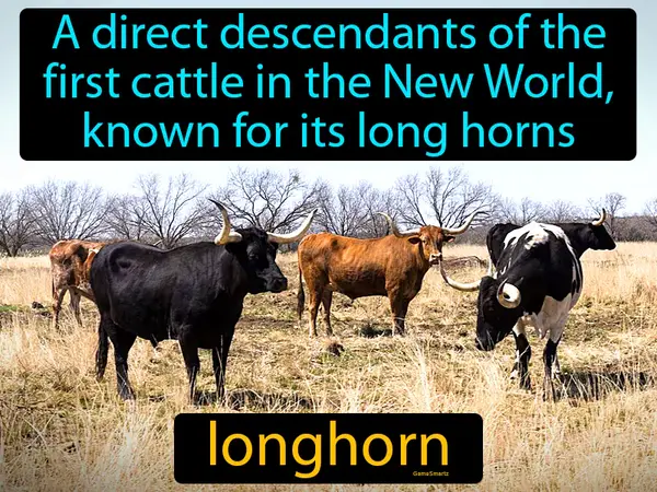 a direct descendants of the first cattle in the New World, known for its long horns