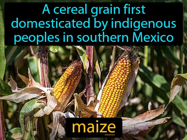 a cereal grain first domesticated by indigenous peoples in southern Mexico