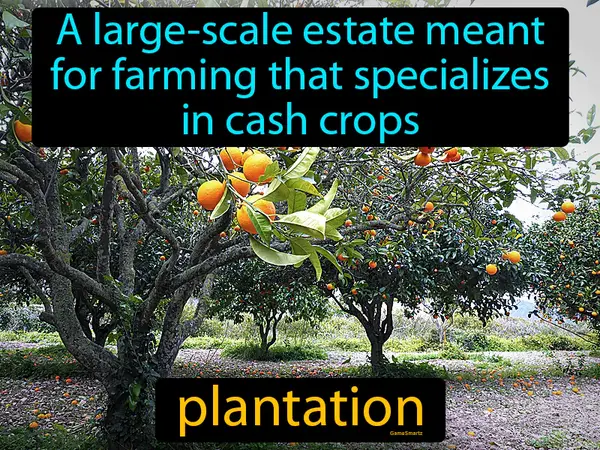 a large-scale estate meant for farming that specializes in cash crops