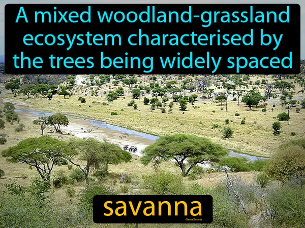 a mixed woodland-grassland ecosystem characterised by the trees being widely spaced