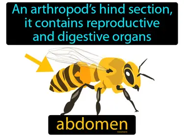 an arthropod’s hind section, it contains reproductive and digestive organs